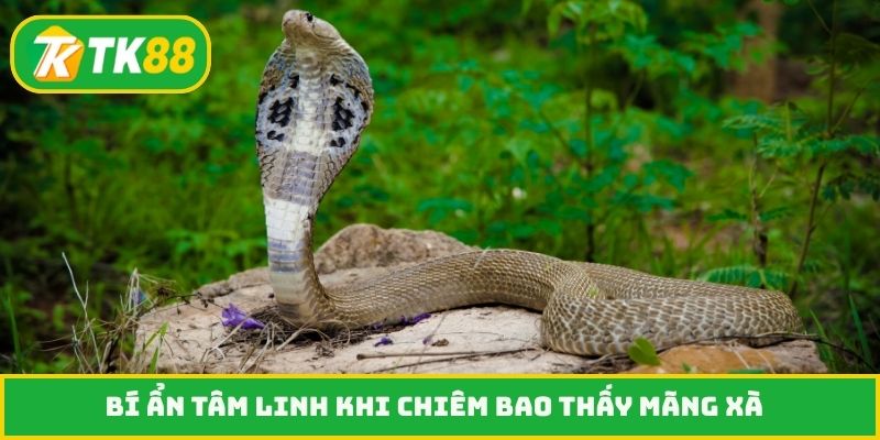 Bí ẩn tâm linh khi chiêm bao thấy mãng xà