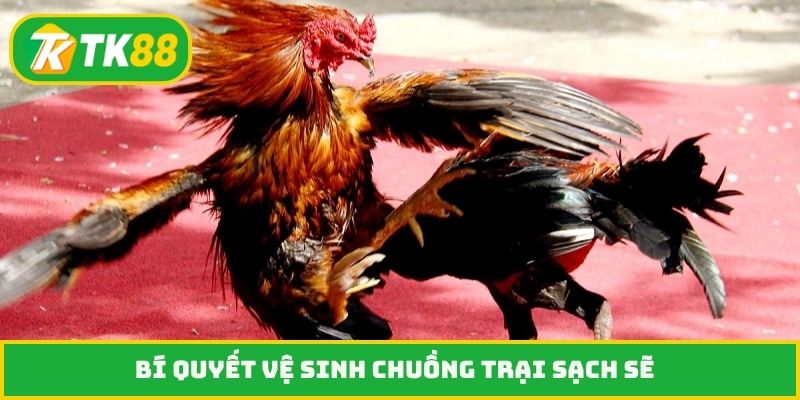 Bí quyết vệ sinh chuồng trại sạch sẽ