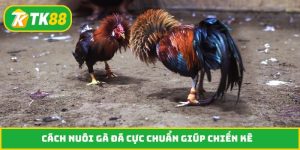 Cách nuôi gà đá cực chuẩn