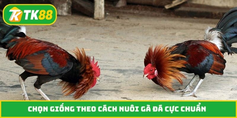 Chọn giống theo cách nuôi gà đá cực chuẩn