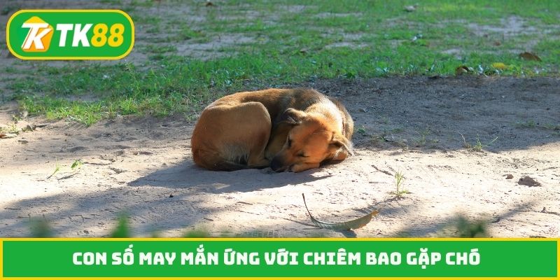 Con số may mắn ứng với chiêm bao gặp chó