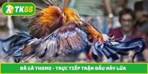 Đá gà Thomo