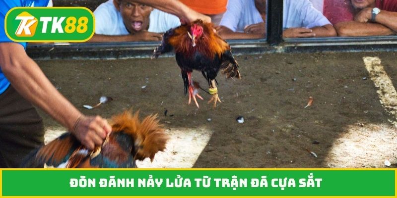 Đòn đánh nảy lửa từ trận đá cựa sắt