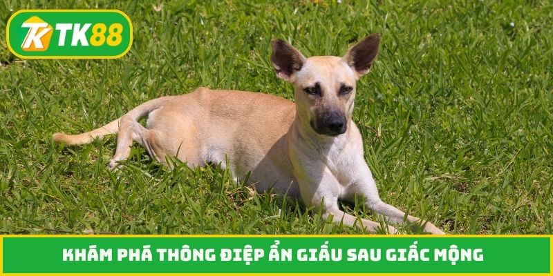 Khám phá thông điệp ẩn giấu sau giấc mộng