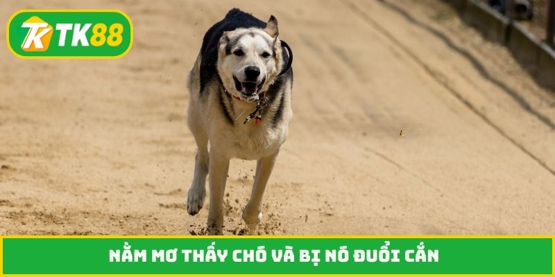 Nằm mơ thấy chó và bị nó đuổi cắn