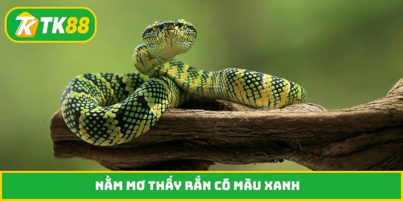 Nằm mơ thấy rắn có màu xanh
