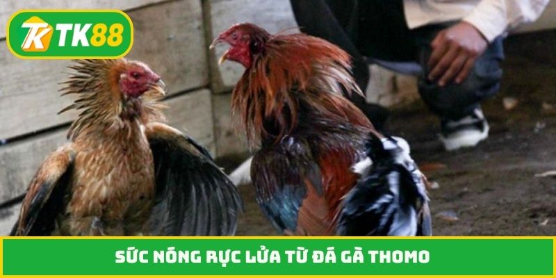 Sức nóng rực lửa từ đá gà Thomo